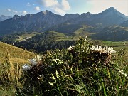 69 Fiori di carlina bianca (Carlina acaulis) con vista sulla conca di San Simone-Baita del Camoscio